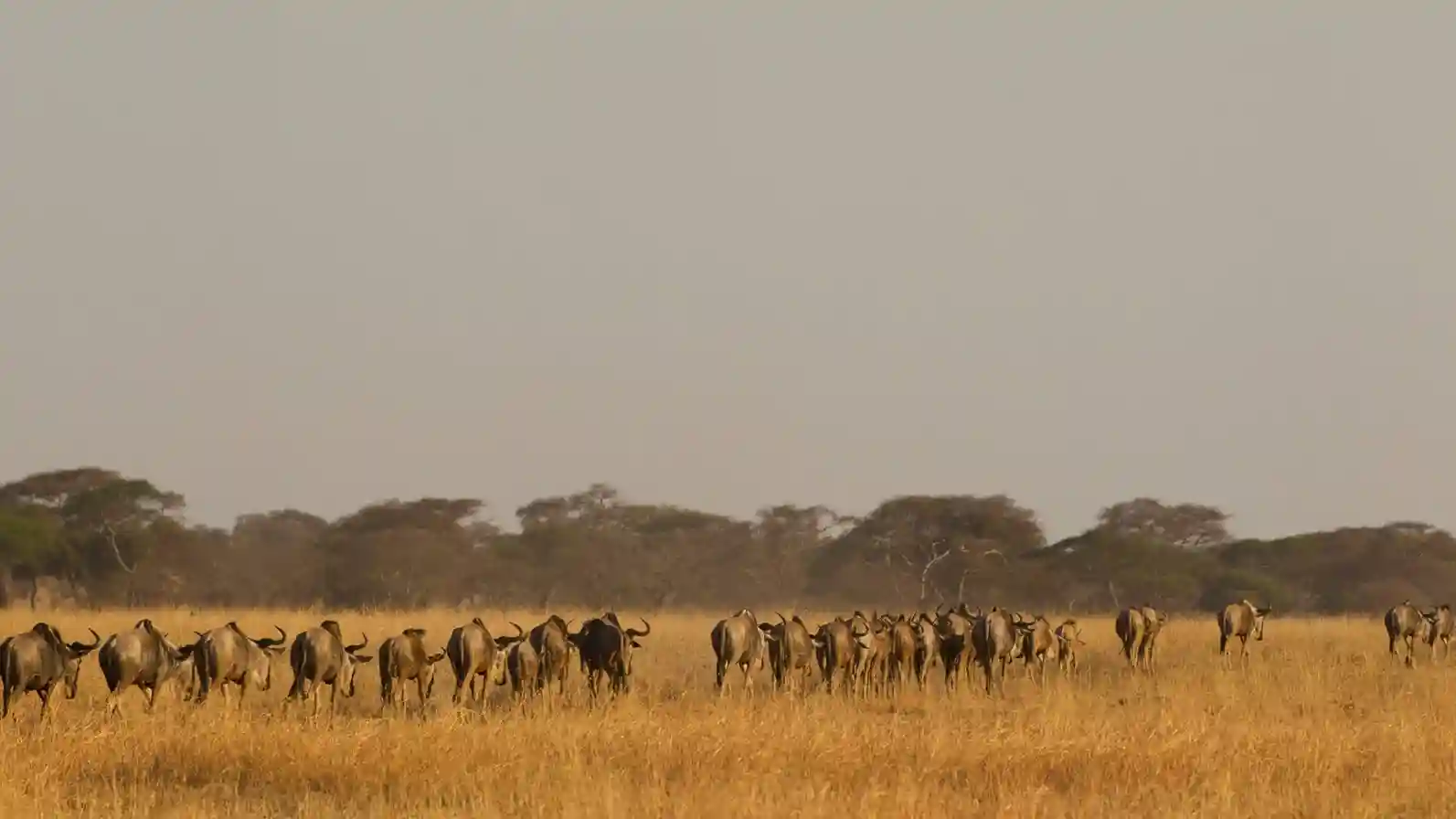 Tanzania Wildlife Safari Packages